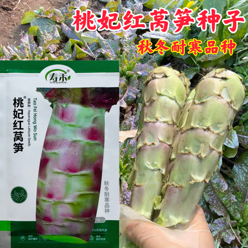 桃妃红莴笋种子红皮青笋耐寒莴苣种籽孑秋冬季菜种窝笋四季种