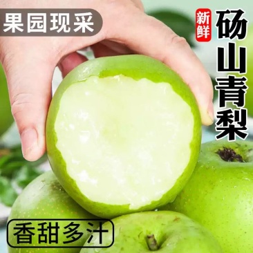砀山梨
