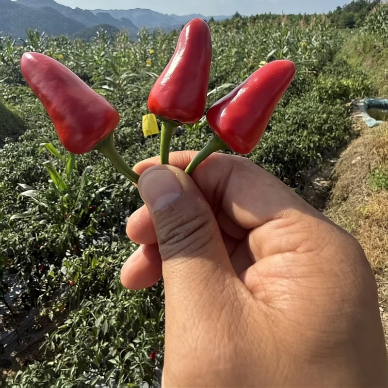 贵州遵义子弹头红辣椒