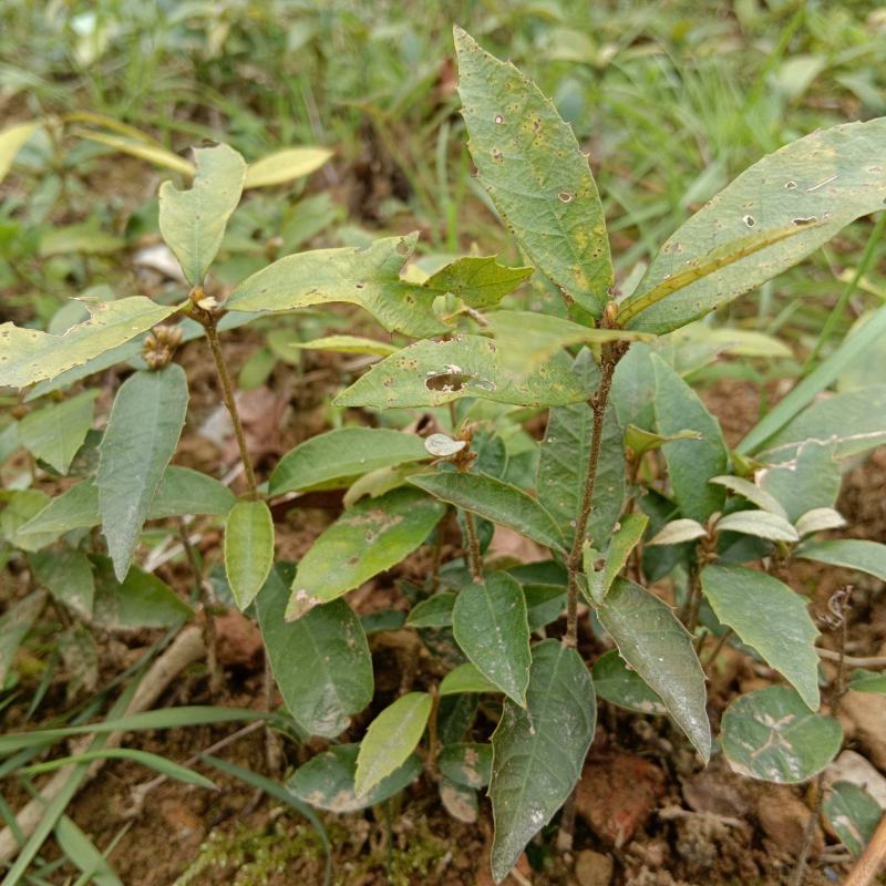 赤皮青冈小苗基地直供
