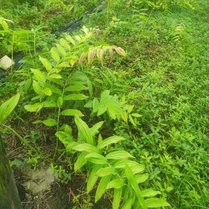多花黄精种苗