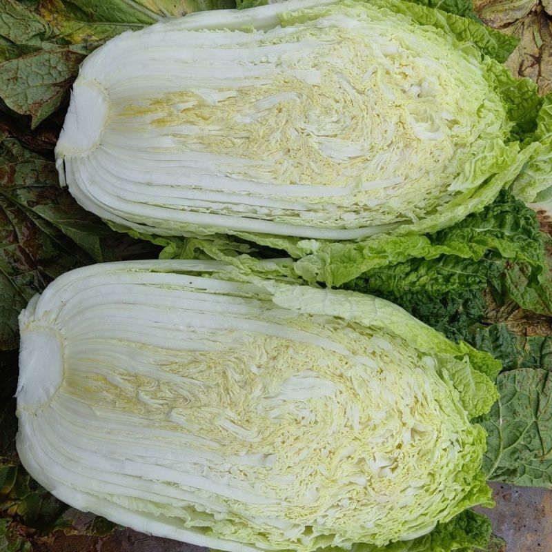 靓品秋皇黄心大白菜种子抗病能力强纤维少风味品质佳产量稳定