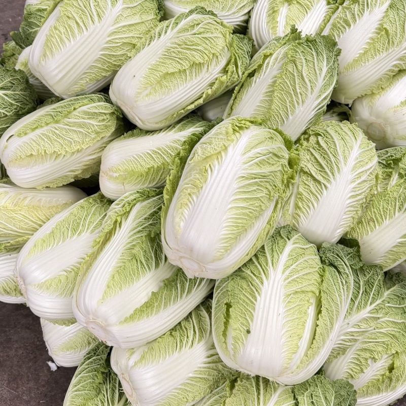 靓品秋皇黄心大白菜种子抗病能力强纤维少风味品质佳产量稳定