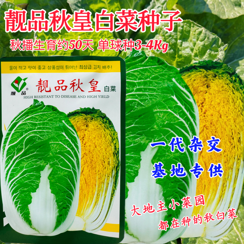 靓品秋皇黄心大白菜种子抗病能力强纤维少风味品质佳产量稳定