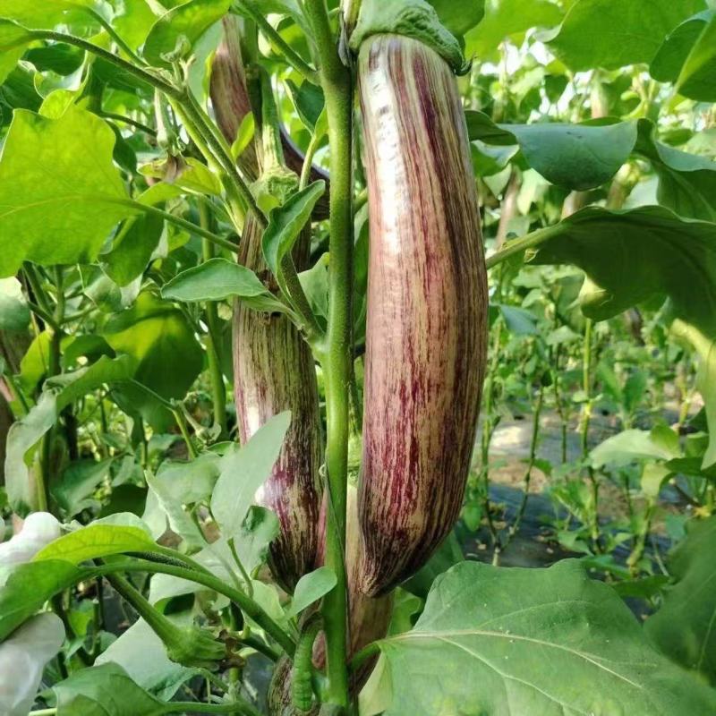 金竹1号竹丝茄子种子中早熟高产抗病耐热耐寒春秋播花茄种籽