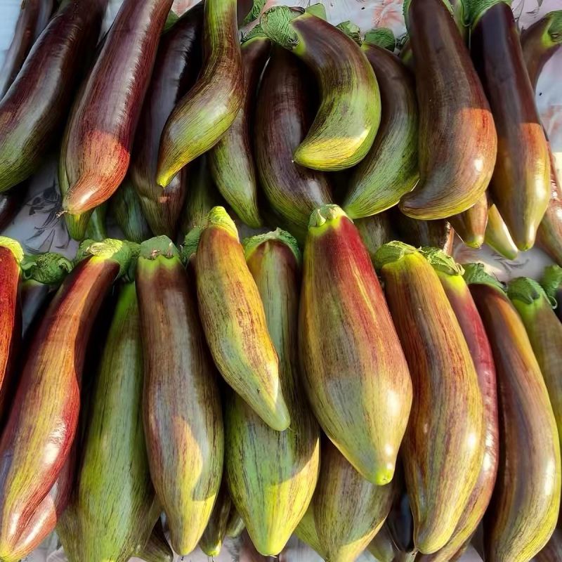 金竹1号竹丝茄子种子中早熟高产抗病耐热耐寒春秋播花茄种籽