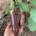 金竹1号竹丝茄子种子中早熟高产抗病耐热耐寒春秋播花茄种籽