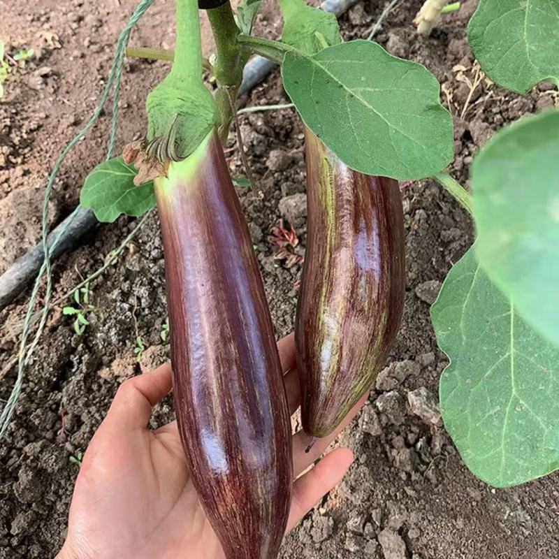 金竹1号竹丝茄子种子中早熟高产抗病耐热耐寒春秋播花茄种籽