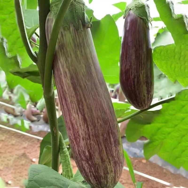 金竹1号竹丝茄子种子中早熟高产抗病耐热耐寒春秋播花茄种籽