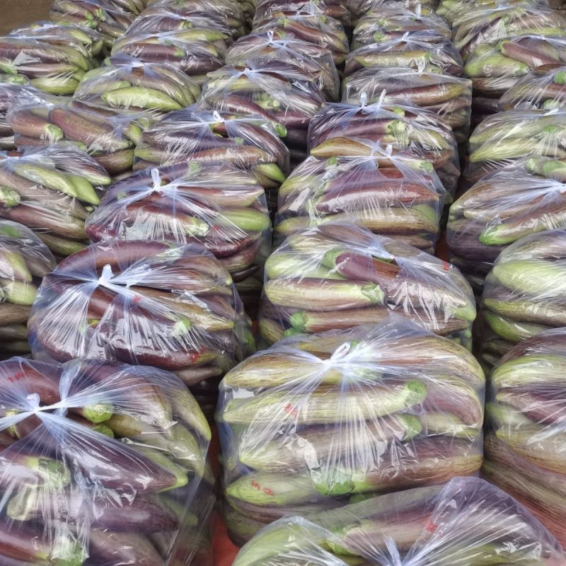 金竹1号竹丝茄子种子中早熟高产抗病耐热耐寒春秋播花茄种籽