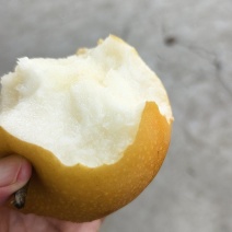 丰水梨，秋月梨，圆黄梨，新玉梨等，一手货源，保质保量