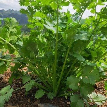 大叶香菜