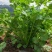 大叶香菜