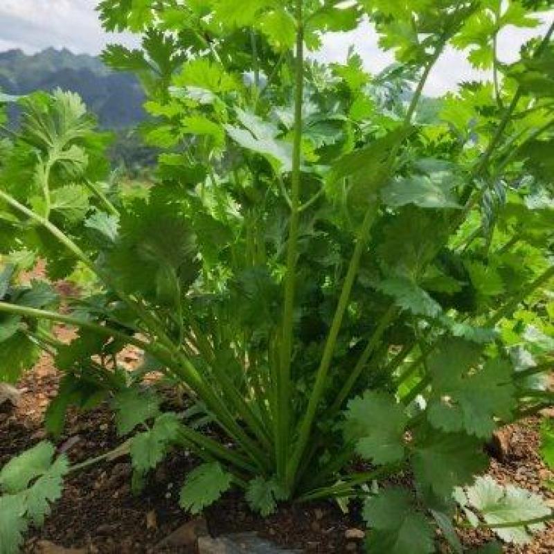 大叶香菜