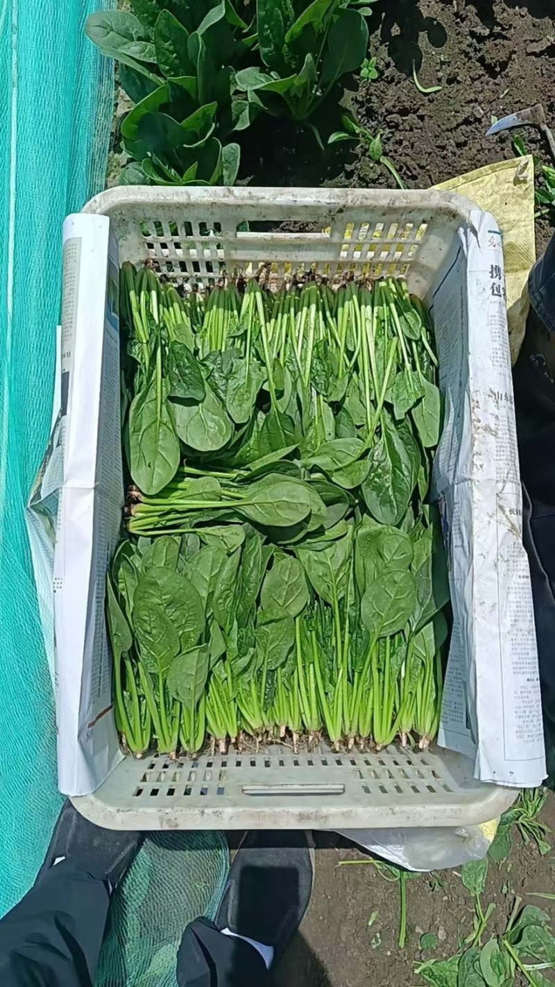 邯郸精品菠菜，质量有保证，本人代办多年以诚信迎接客户