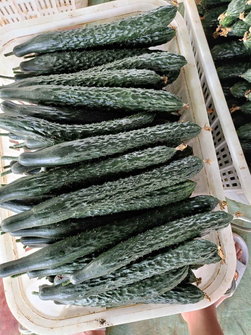 贵州青瓜
