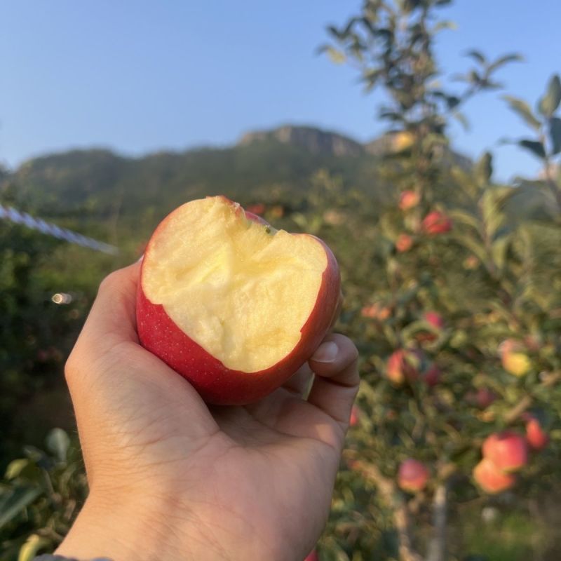 山东临沂鲁丽苹果酸甜可口产地一手货源