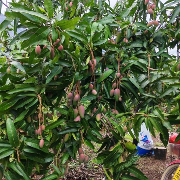 大凉山椰香芒果