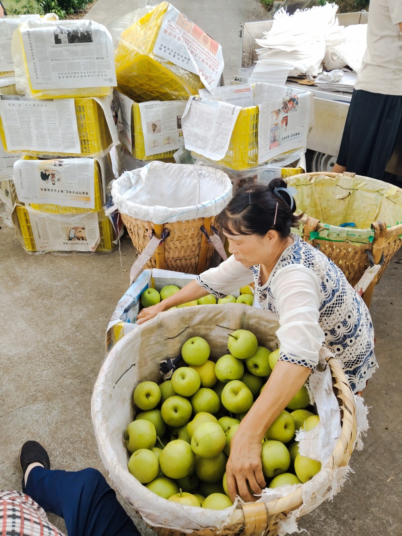 黄金梨