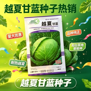 越夏耐热甘蓝种子夏秋露地甘兰包菜种籽高产抗病卷心菜种子
