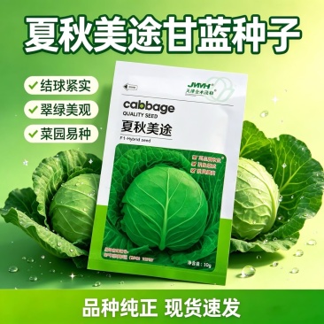 夏秋播种美途甘蓝种子抗热软菜绿球甘蓝品种高品质包菜卷心菜