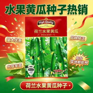 荷兰水果黄瓜种子全雌短棒无刺小黄瓜种子肉脆甜节间短瓜码密