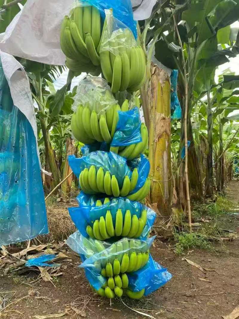 网红产品126香蕉苗抗病性强产量高