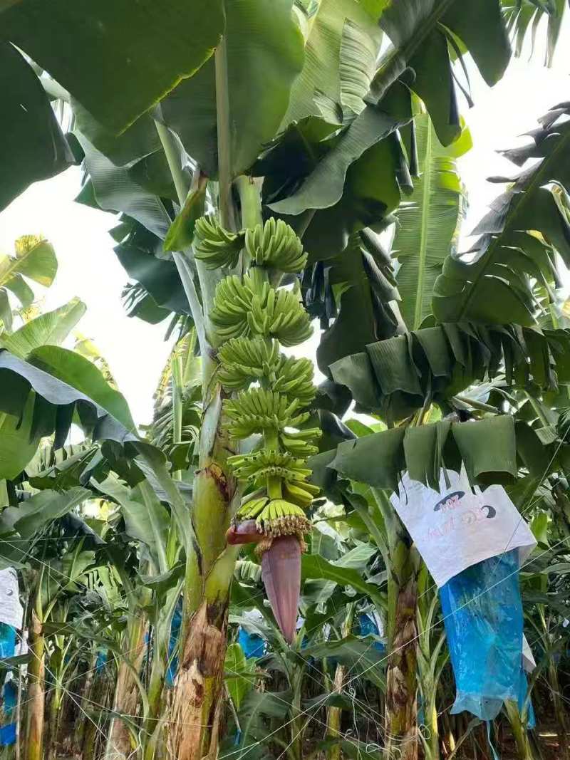 网红产品126香蕉苗抗病性强产量高