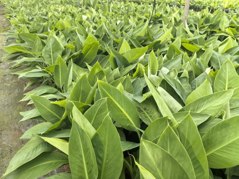 网红产品126香蕉苗抗病性强产量高
