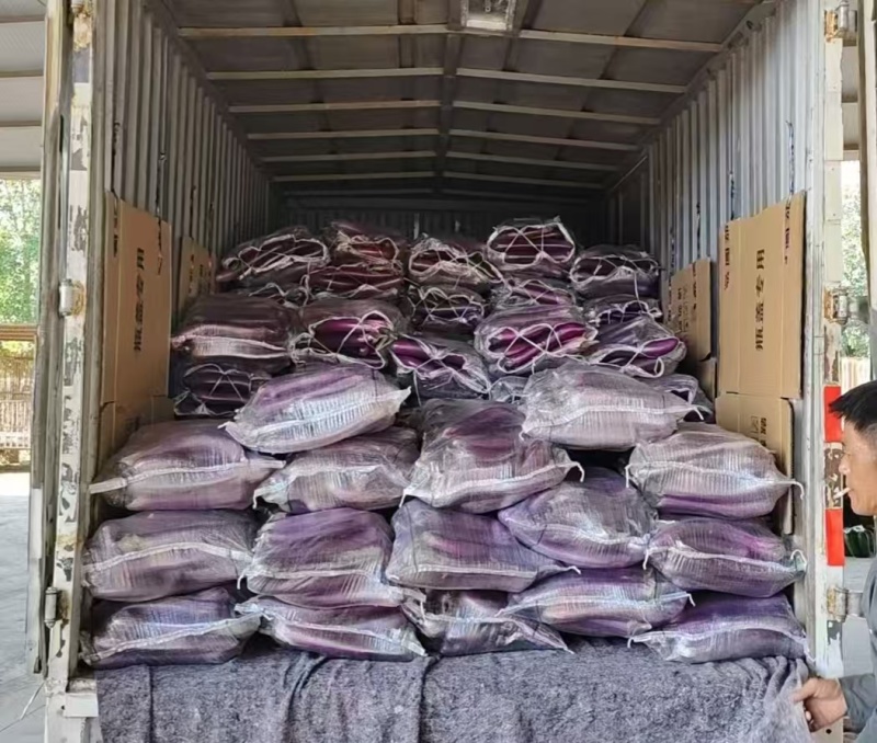 广茄红金刚紫红茄农夫长茄广茄红金刚紫红茄基地