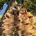金昌鱼干