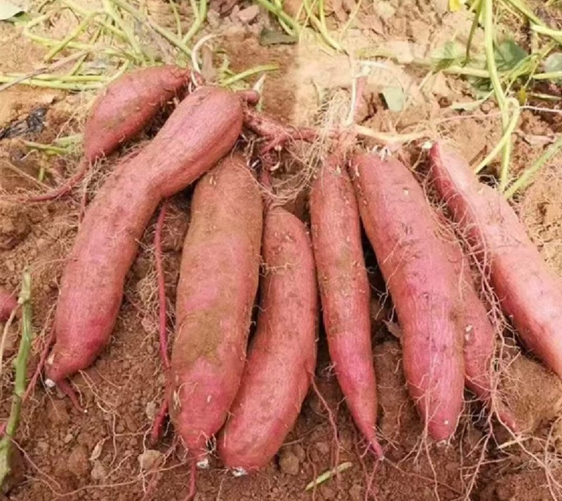 陕西大荔红薯板栗薯秦薯五号产地直供量大从优欢迎联系