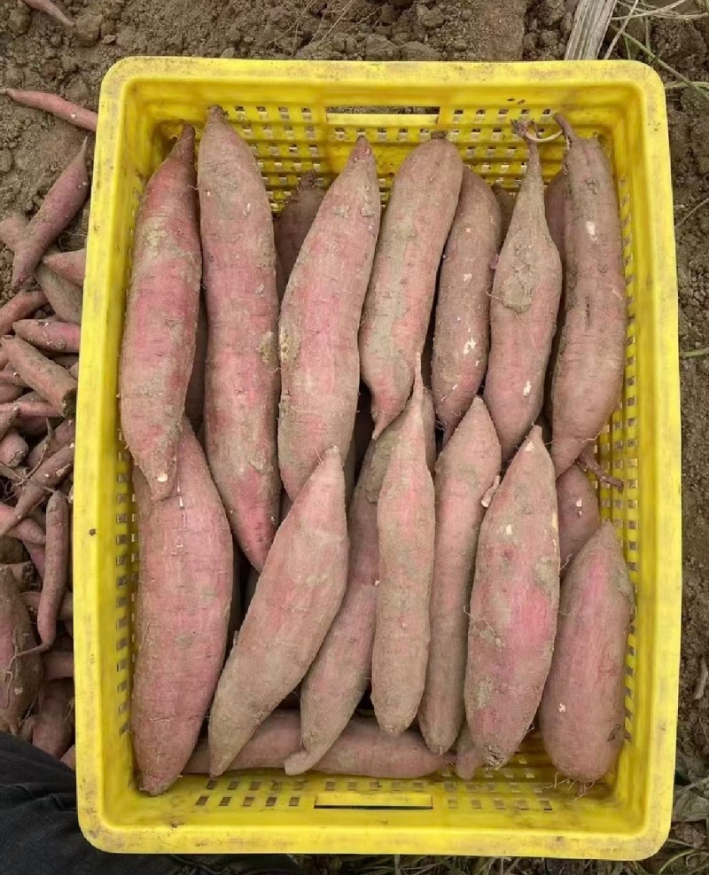 陕西大荔红薯板栗薯秦薯五号产地直供量大从优欢迎联系