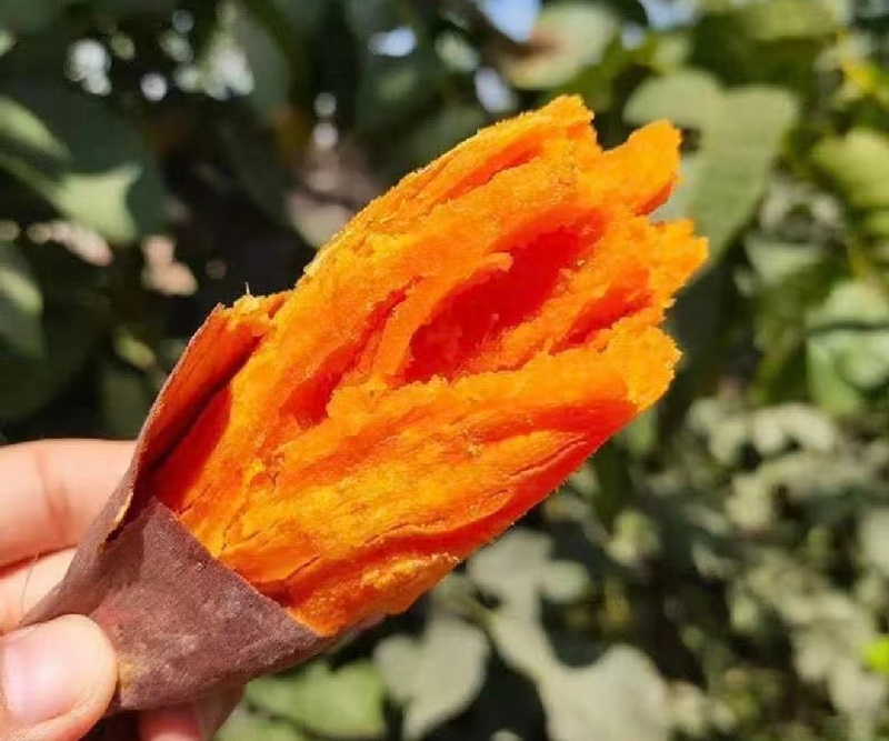 陕西渭南新红薯西瓜红红薯货源充足量大从优联系