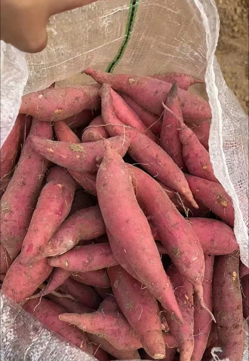 陕西渭南新红薯西瓜红红薯货源充足量大从优联系