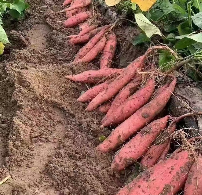 陕西渭南新红薯西瓜红红薯货源充足量大从优联系