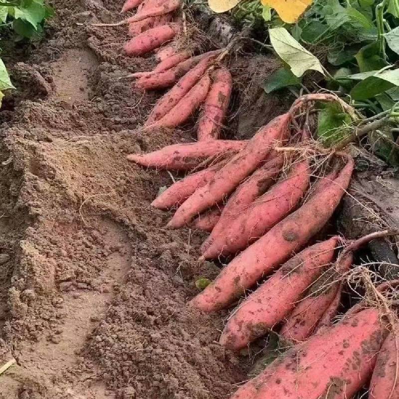 陕西渭南新红薯西瓜红红薯货源充足量大从优联系