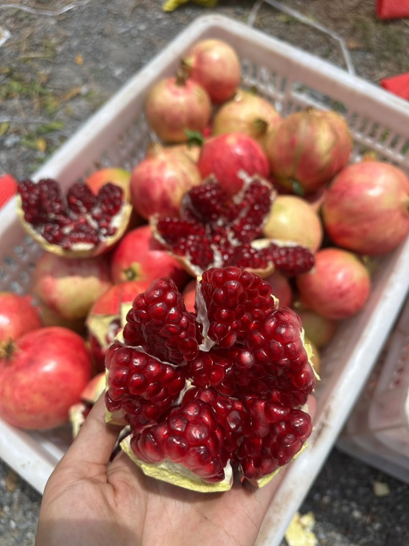 突尼斯软子石榴