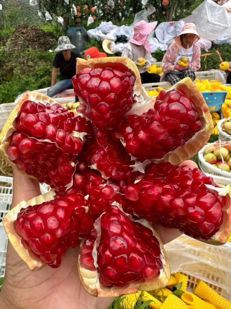 突尼斯软子石榴