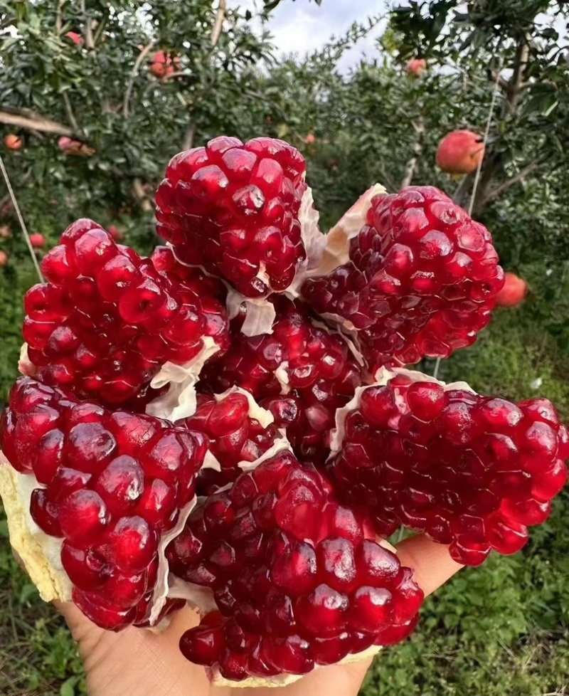 突尼斯软子石榴