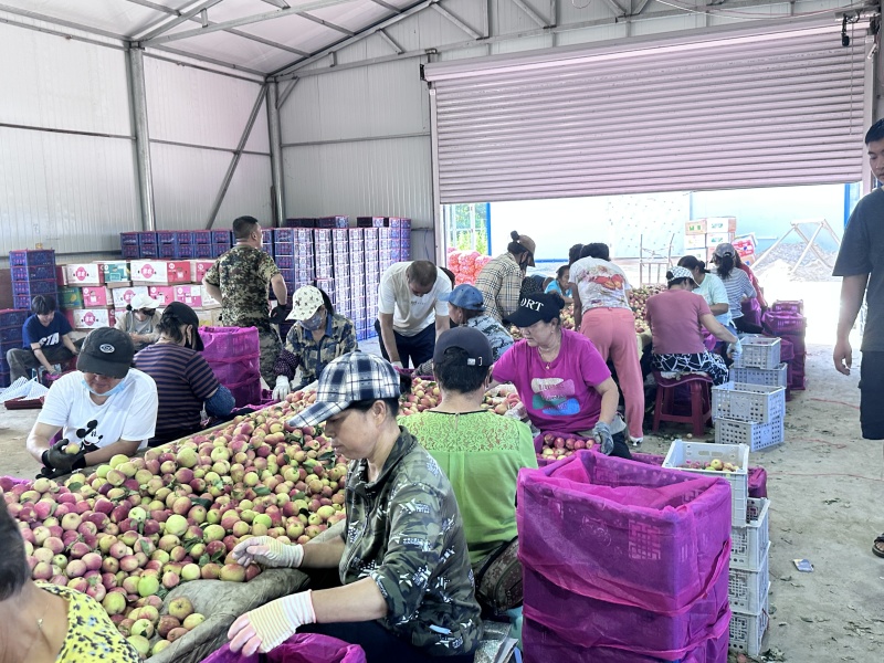 123小苹果品质保障，价格便宜，自有仓库及冷库