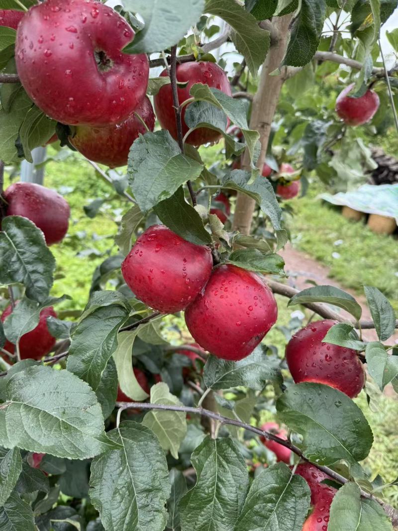 华硕苹果四川盐源县精品苹果华硕苹果基地直发量大从优