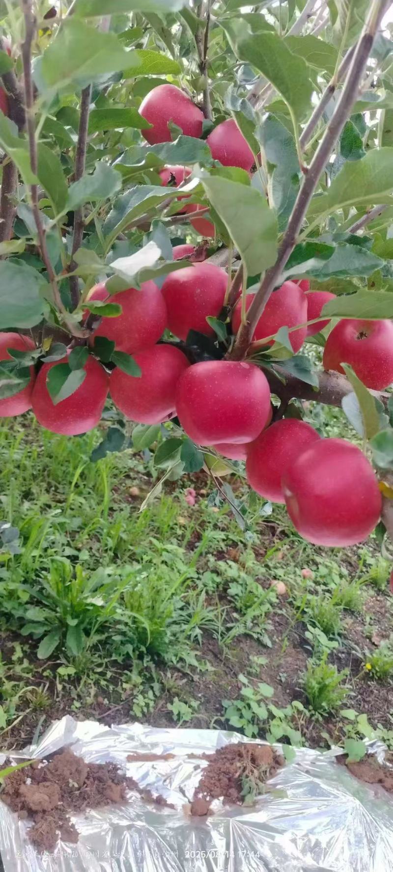 华硕苹果四川盐源县精品苹果华硕苹果基地直发量大从优