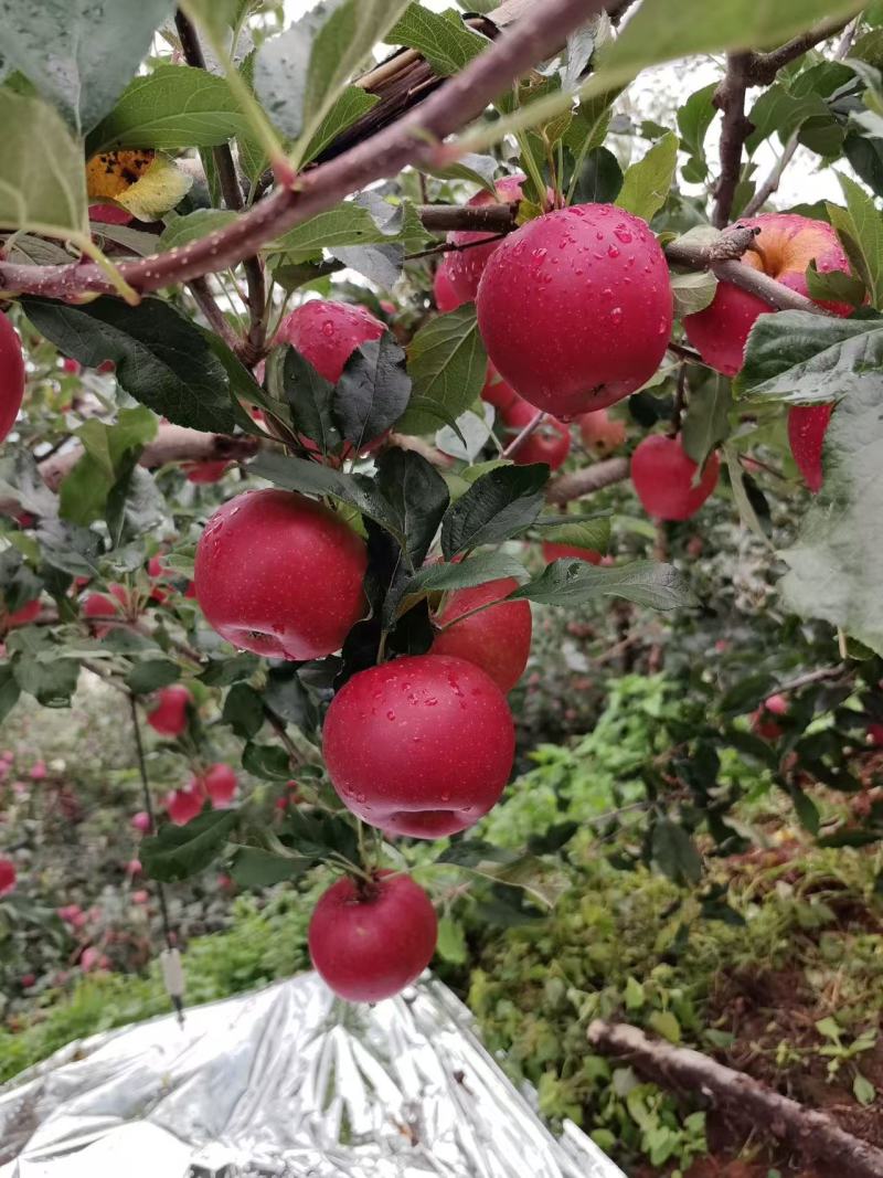 华硕苹果四川盐源县精品苹果华硕苹果基地直发量大从优