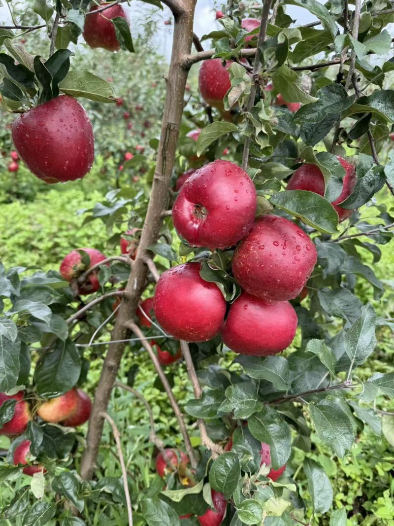 华硕苹果四川盐源县精品苹果华硕苹果基地直发量大从优