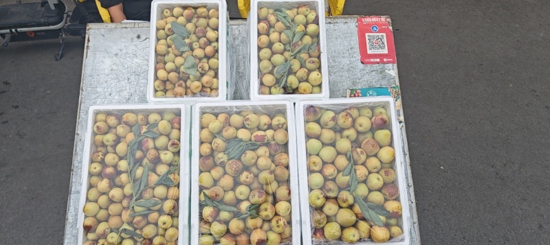 大荔冬枣