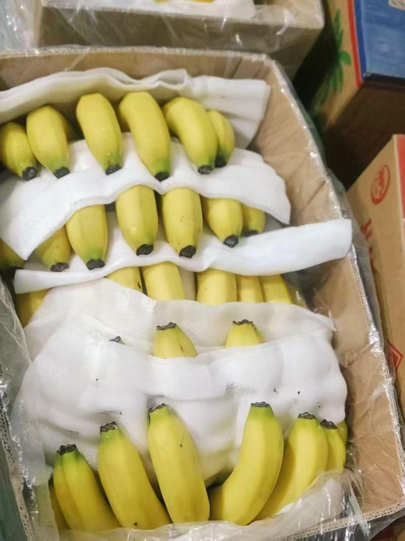 甘肃兰州精品香蕉一件代发货源充足量大价优欢迎随时联系