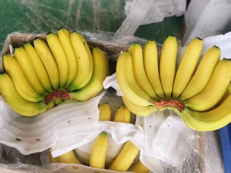甘肃兰州精品香蕉一件代发货源充足量大价优欢迎随时联系