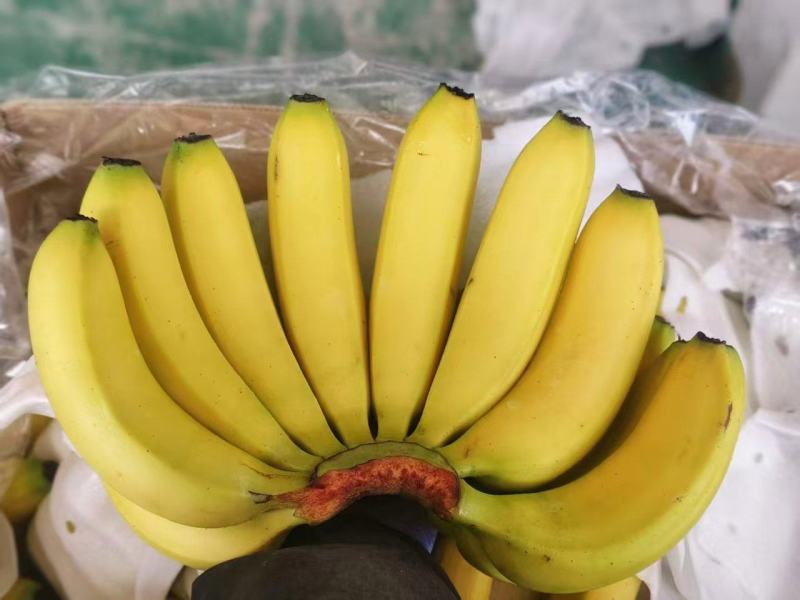 甘肃兰州精品香蕉一件代发货源充足量大价优欢迎随时联系