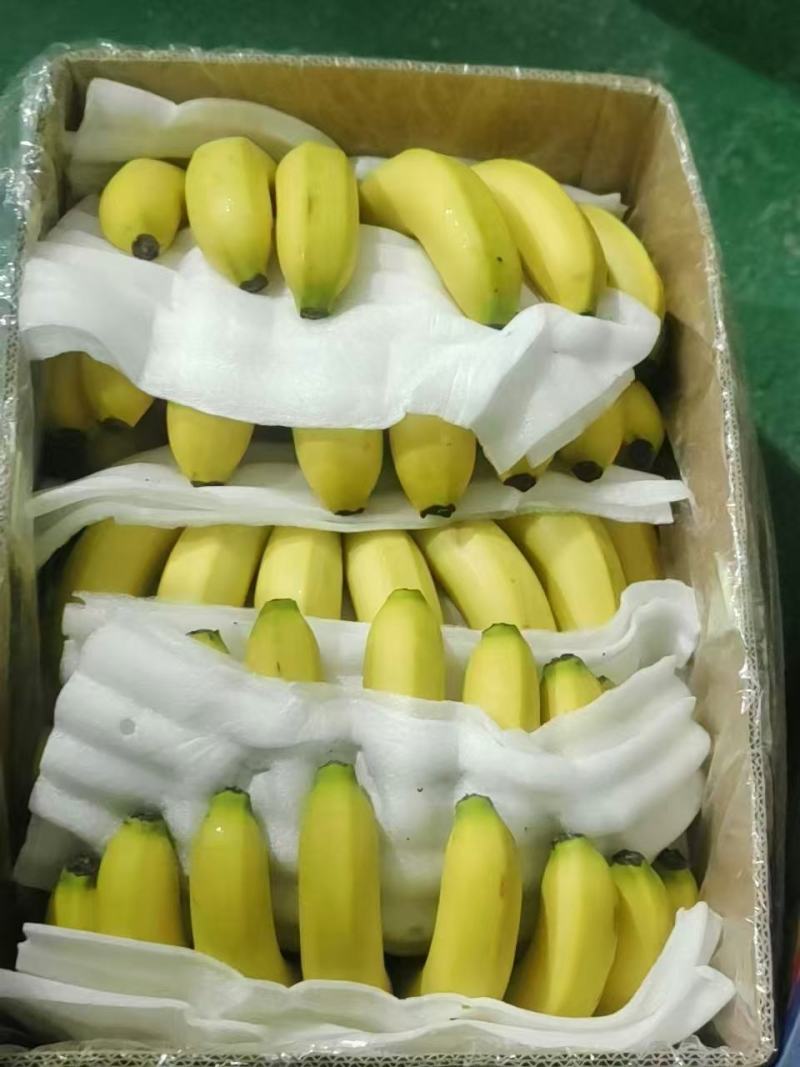 甘肃兰州精品香蕉一件代发货源充足量大价优欢迎随时联系